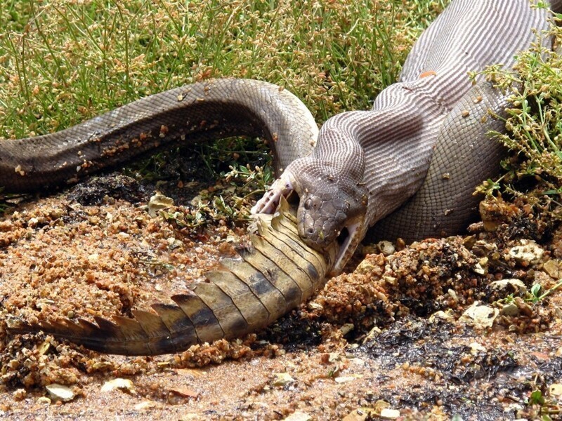 Змея обедает крокодилом