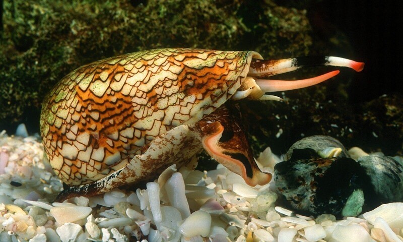 Улитка конус – хищный брюхоногий моллюск. Их укусы могут вызвать паралич дыхательных мышц и привести к летальному исходу