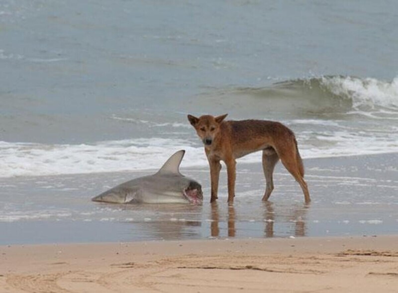 Дикая собака динго поела акулу