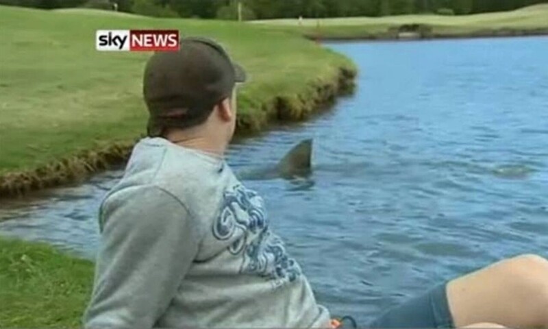 А вот акула рядом с поле для гольфа