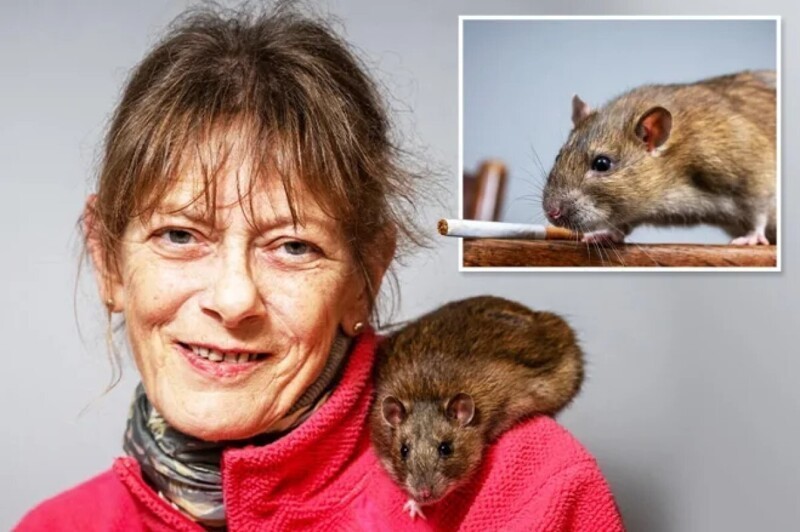 Домашняя крыса спасла жизнь хозяйке