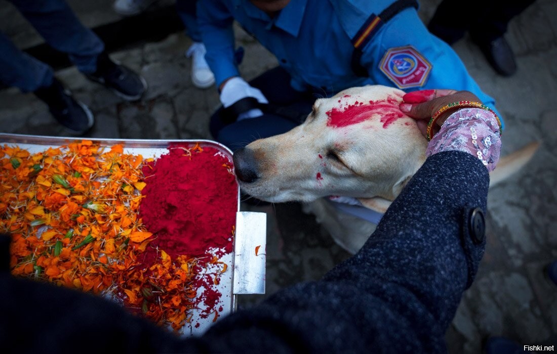 В Непале у каждой собаки есть свой праздник, который приходится на второй ден...