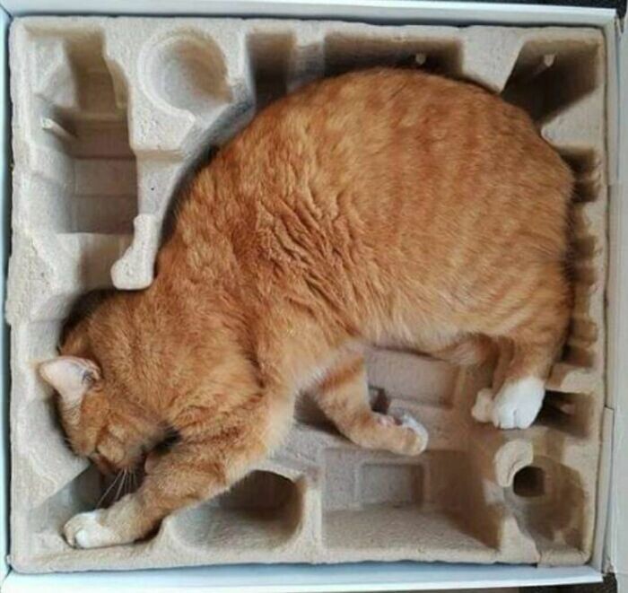 Коты и коробки - это любовь