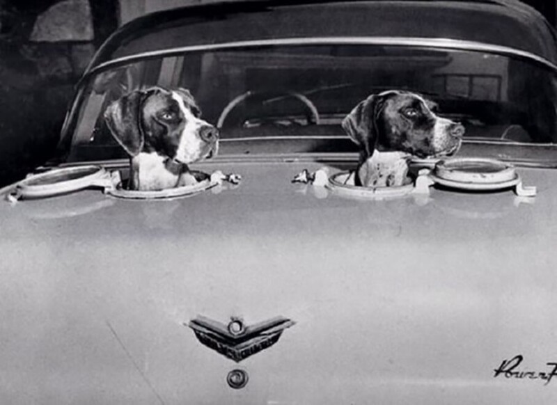 Оригинальное изобретение для собак, 1958 год