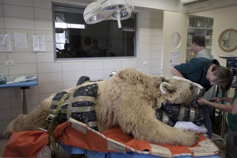 Ветеринары впервые прооперировали позвоночник медведю