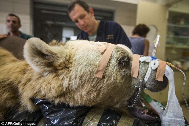 Ветеринары впервые прооперировали позвоночник медведю
