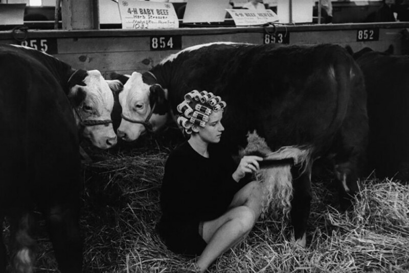 Подготовка к конкурсу красоты среди крупного рогатого скота на ярмарке штата Айова, штат Айова, 1965 год