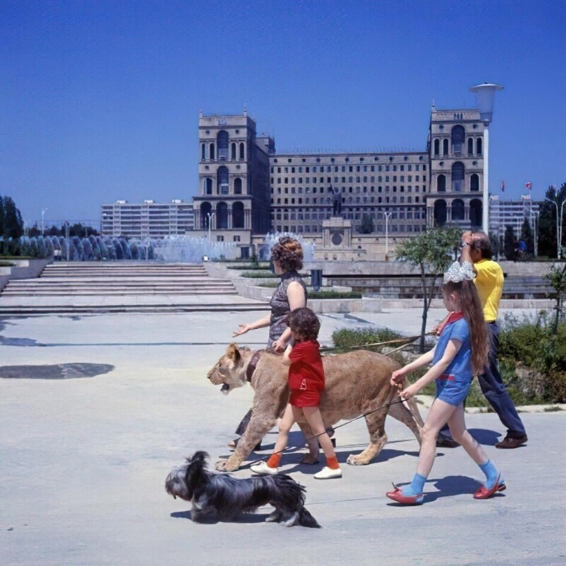 Семья Берберовых выгуливают одного из своих домашних львов Кинга II. Баку, Азербайджанская ССР, 1974 год