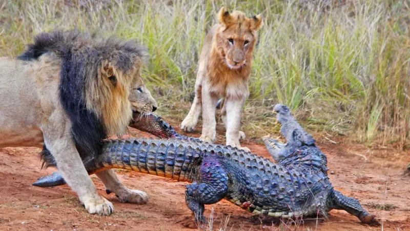 Львы напали на гревшегося на солнце крокодила