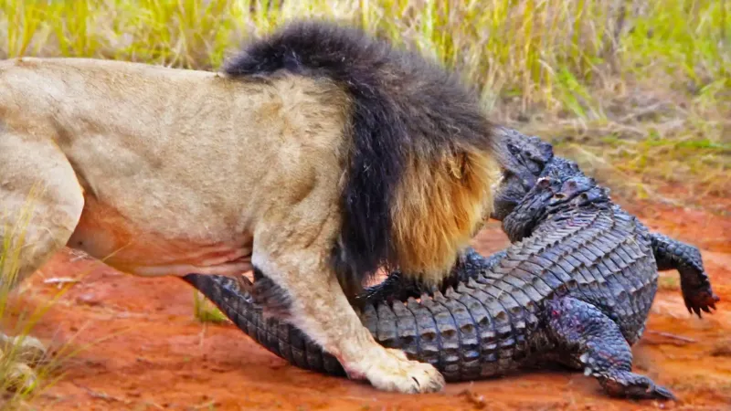 Львы напали на гревшегося на солнце крокодила