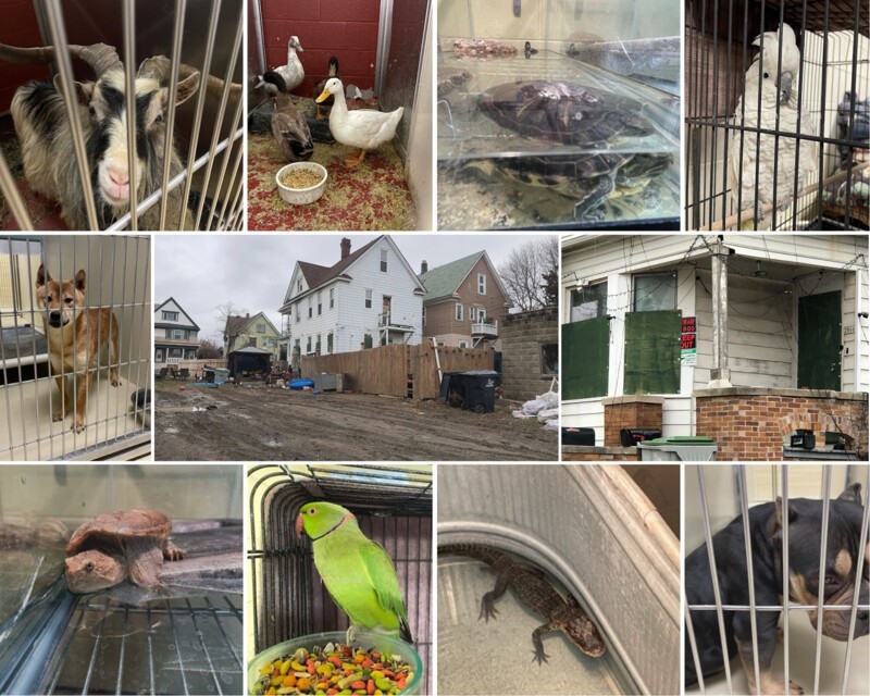 Американец держал дома больше 100 животных в ужасных условиях