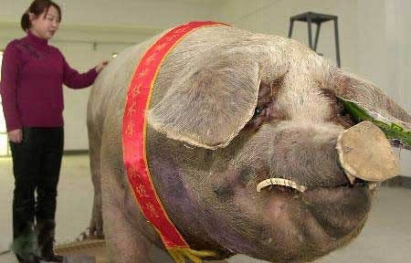 Свинка из Китая весом 900 кг