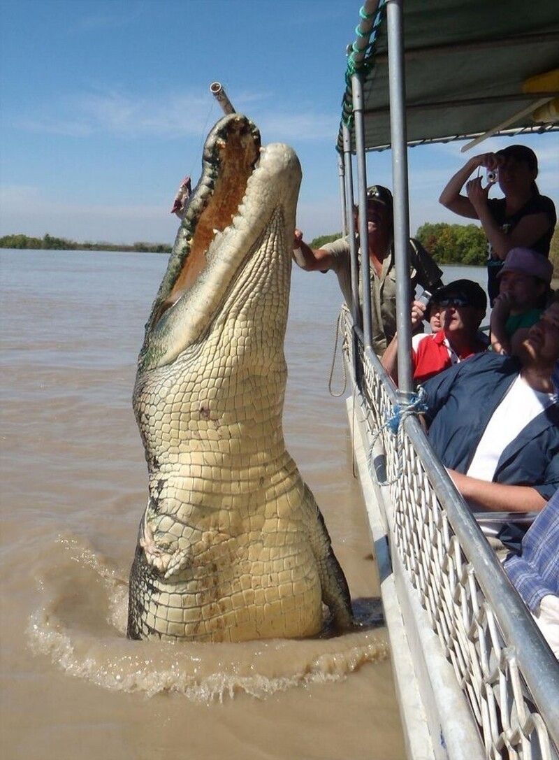 Крокодил длиной 5,5 метра
