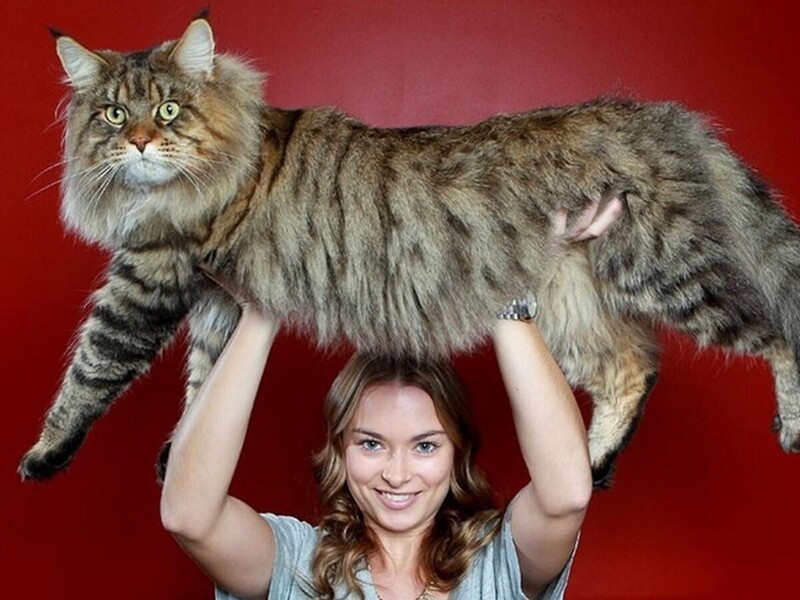 Кот по кличке Руперт весит 12 кг