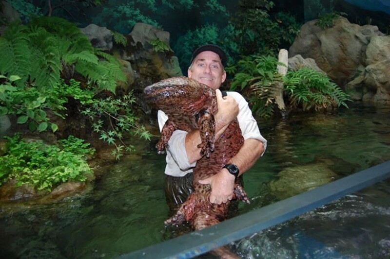 Китайская исполинская саламандра. Они могут вырасти до двух метров