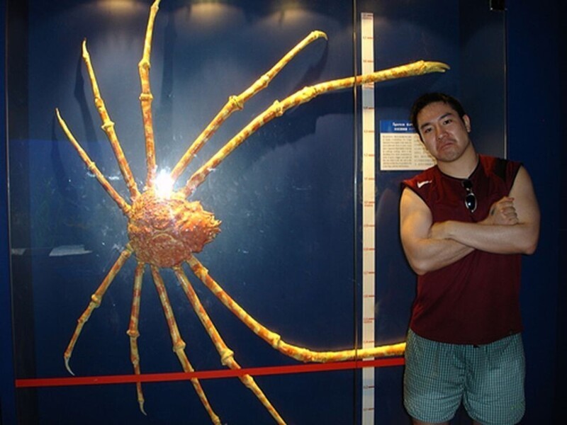 Японский краб-паук, который может вырастать в длину где-то до 4 метров