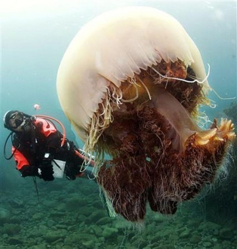 Медуза Номура
