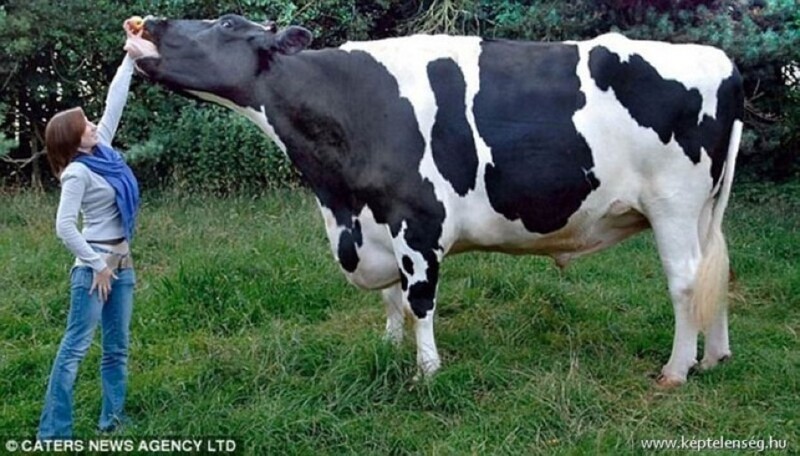 Самый крупный бык, который в холке имеет 190 сантиметров. Его вес - 1700 кг
