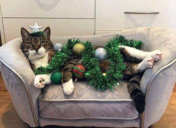 Кот вместо новогодней ёлки