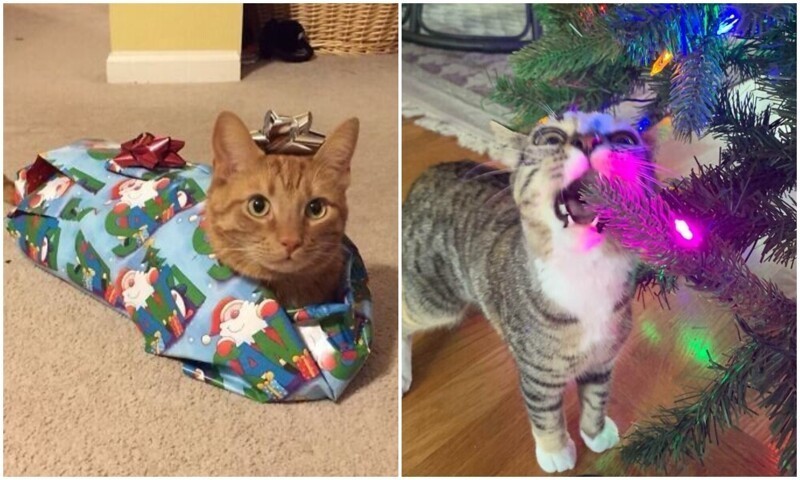 30 котеек, которые уже вовсю зарядились новогодним настроением