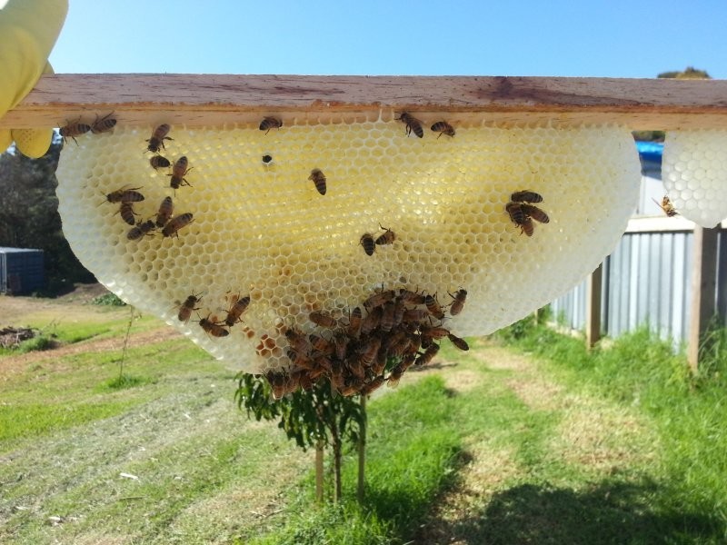 Вместо того, чтобы убивать пчел, супруги создали для них дом, который оказался полезен как для них самих, так и для новых соседей