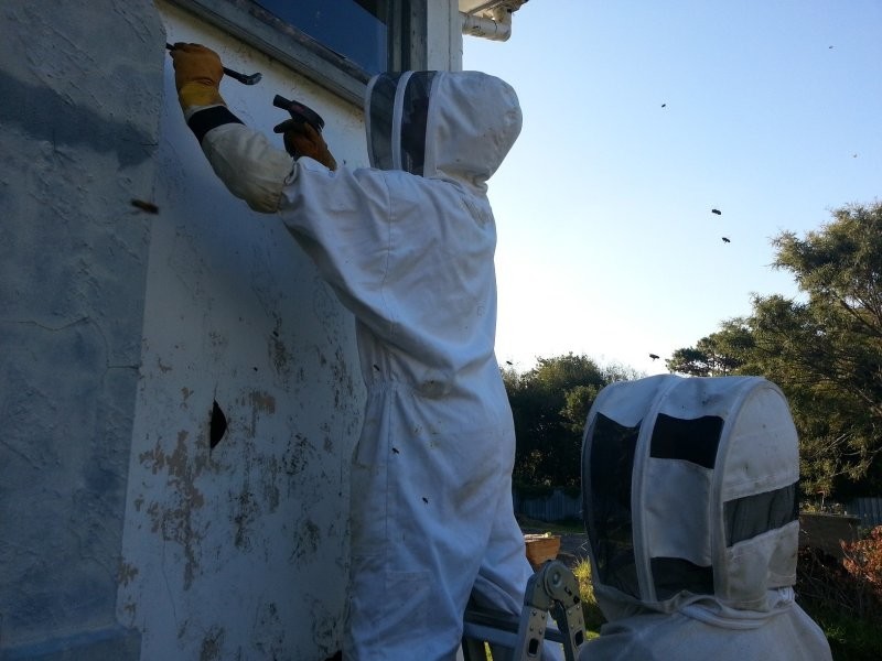 Теперь, когда улей был построен, пришло время вскрыть внешнюю стену и посмотреть, сколько пчел там живет