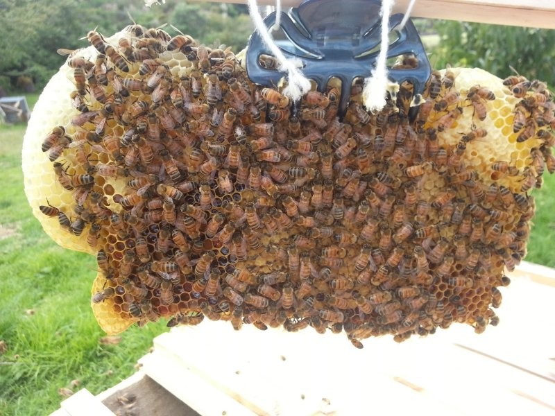 Пчела сегодня. Пчела. Hive улей. Пчела сейчас. История первых ульев с пчёлами.