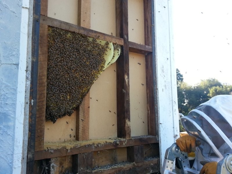 Сняв сайдинг, супруги увидели огромную пчелиную семью с тысячами и тысячами пчел, делающих соты