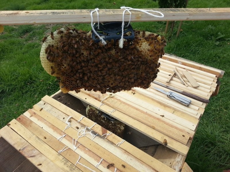У пчел теперь полно места, так что они наверняка довольны