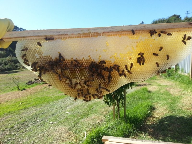 Теперь, когда у пчел появилось больше места, их колония может расти