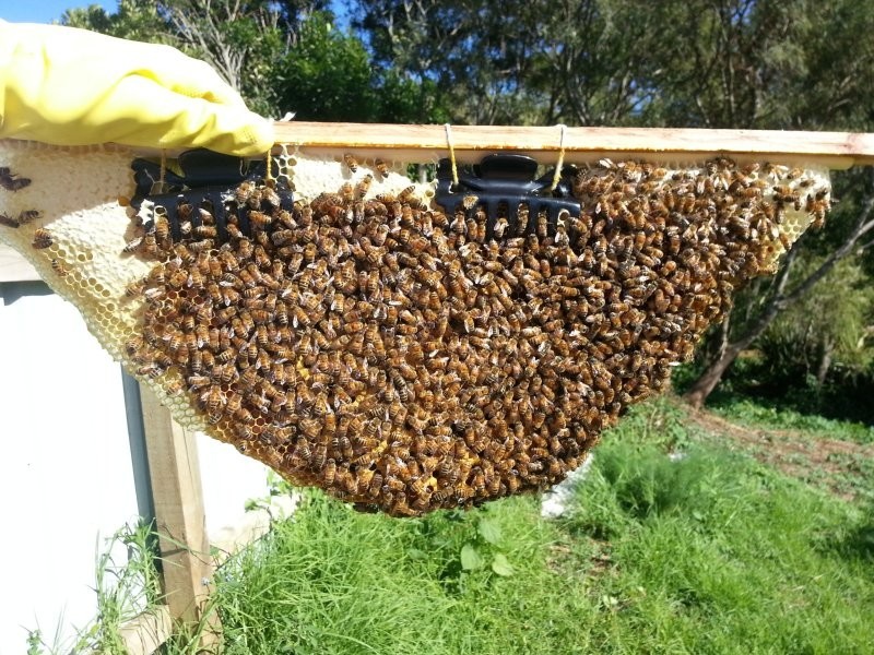 Супругов поразило, сколько пчел им удалось спасти. Они надеются, что их пчелиная семья продолжит расти, и они смогут приютить еще больше пчел