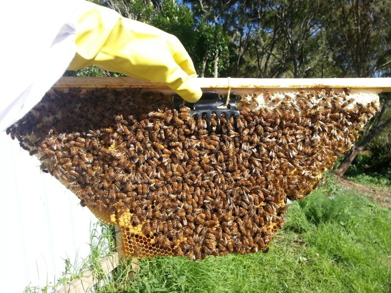 Супруги построили улей и переселили пчел, которых нашли в своем доме