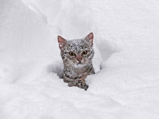 Коротко об отношении котов к снегу