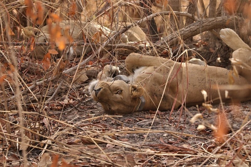 Львица в национальном парке Ньоколо-Коба на территории Сенегала. Фотограф - Kristoffer Everatt