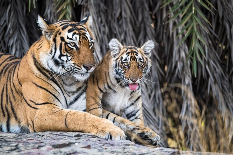 Мать-тигрица с малышом. Фотограф James Warwick