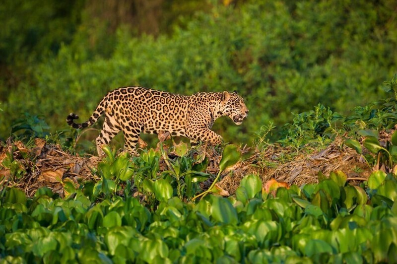 Самец ягуара на бразильской территории Пантанал. Фотограф Nick Garbutt