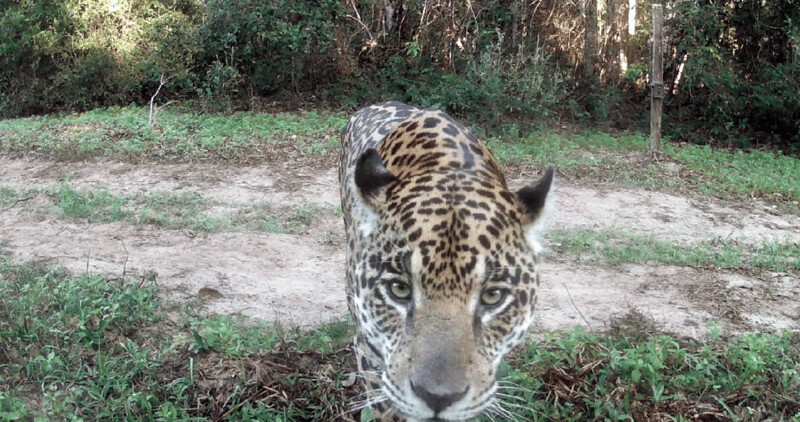 Ягуар обнаружил скрытую камеру, установленную на территории Пантанал в Бразилии. Фотограф - Danielle Garbouchian