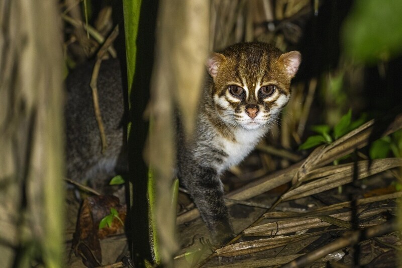 Суматранская кошка у реки Кинабатанган, Борнео, Малайзия. Они находятся под угрозой исчезновения из-за охоты и потери среды обитания. Фотограф Sebastian Kennerknecht