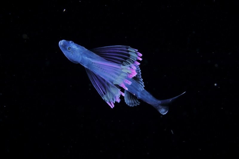 Планктон - драгоценности в ночном море