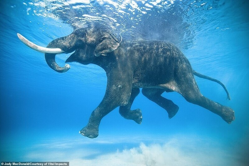 66-летний слон плавает у берегов Андаманских островов. Фото Jody MacDonald