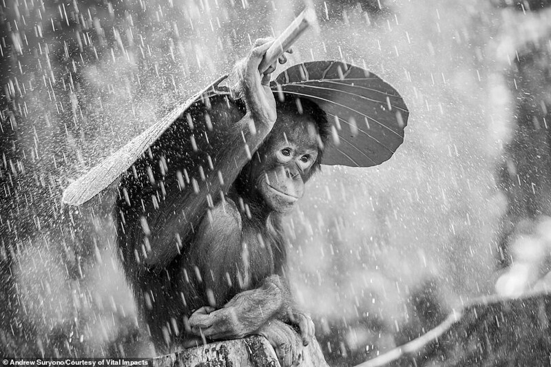 Орангутанг укрывается от дождя. Фото Andrew Suryono