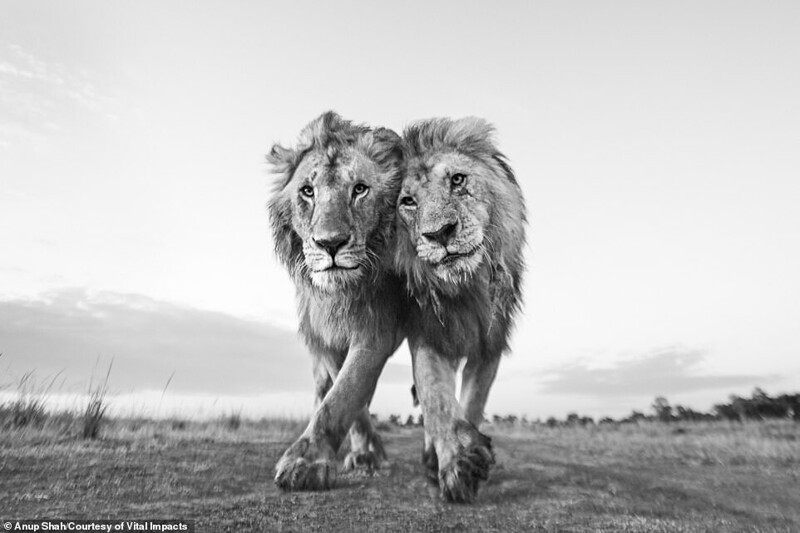 Два льва в Кении. Фотограф Anup Shah