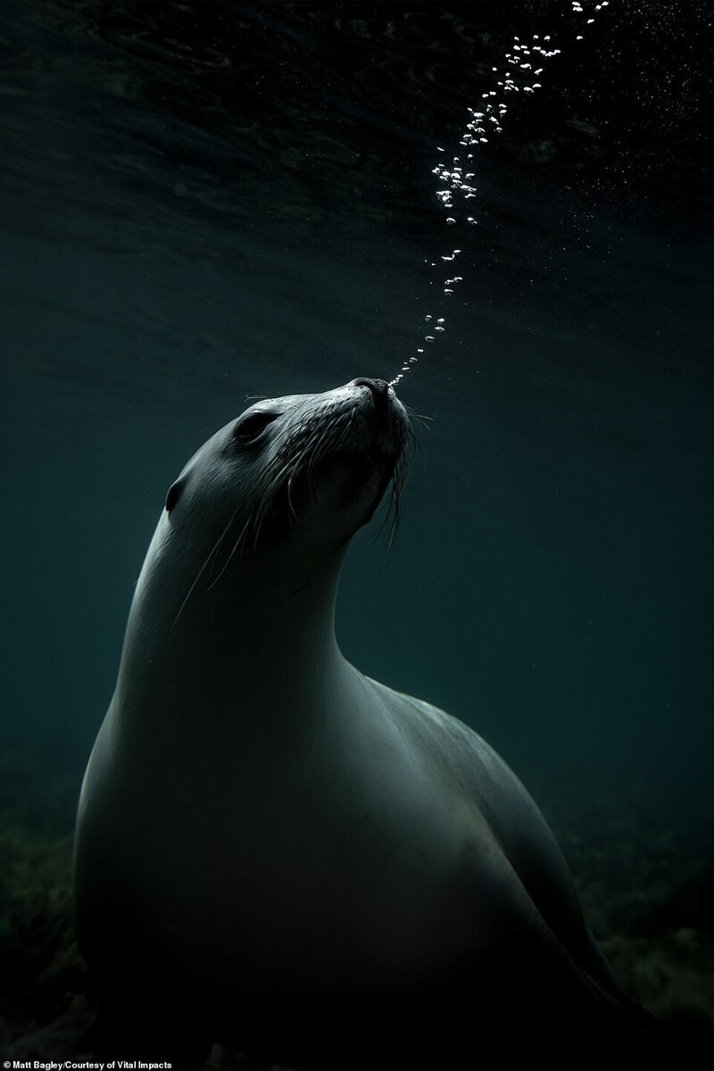 Морской лев. Фотограф Matt Bagley