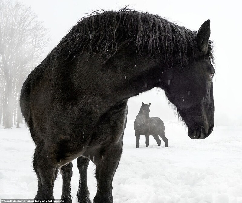 Две лошади на ферме в Пенсильвании. Фото Scott Goldsmith