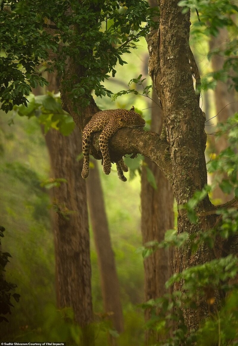 Красавец-леопард отдыхает. Фотограф Sudhir Shivaram