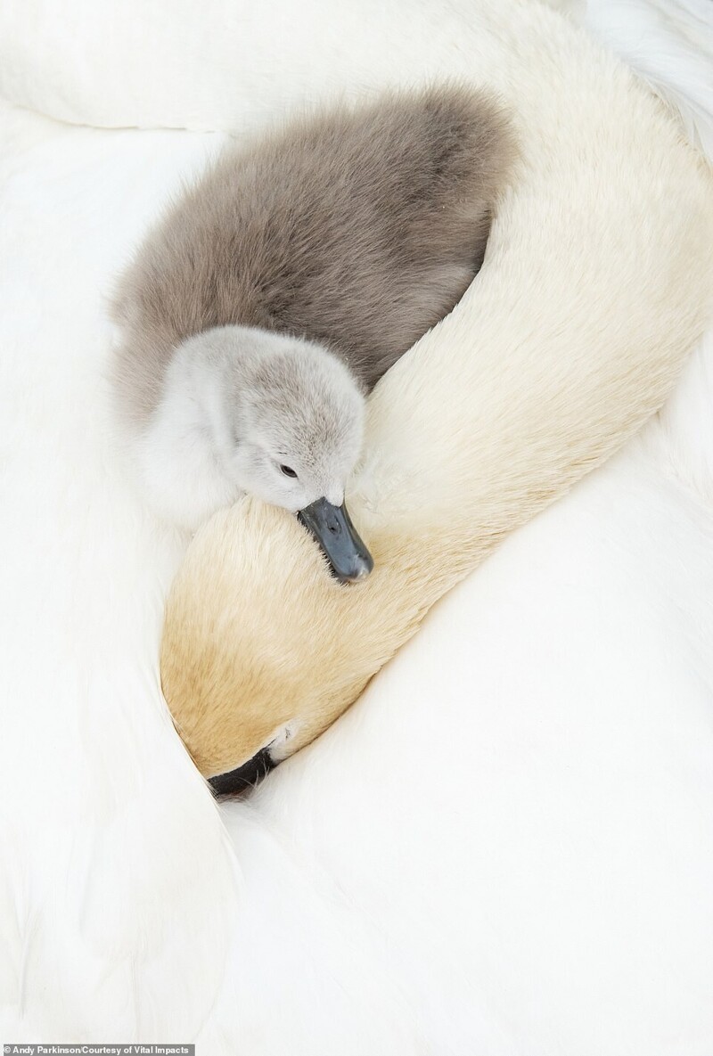 Птенец лебедя с мамой. Фотограф Andy Parkinson