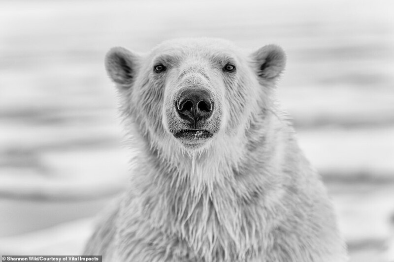 Белый медведь в Арктике позирует фотографу. Shannon Wild