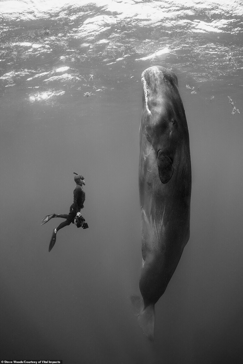 Дайвер и гигантская спящая самка кита. Фотограф Steve Woods