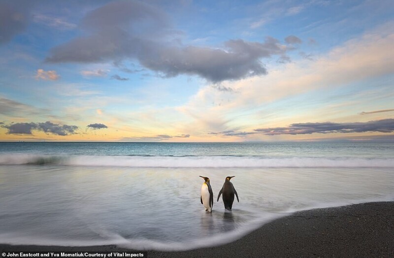 Два королевских пингвина на острове Южная Джорджия. Фото John Eastcott