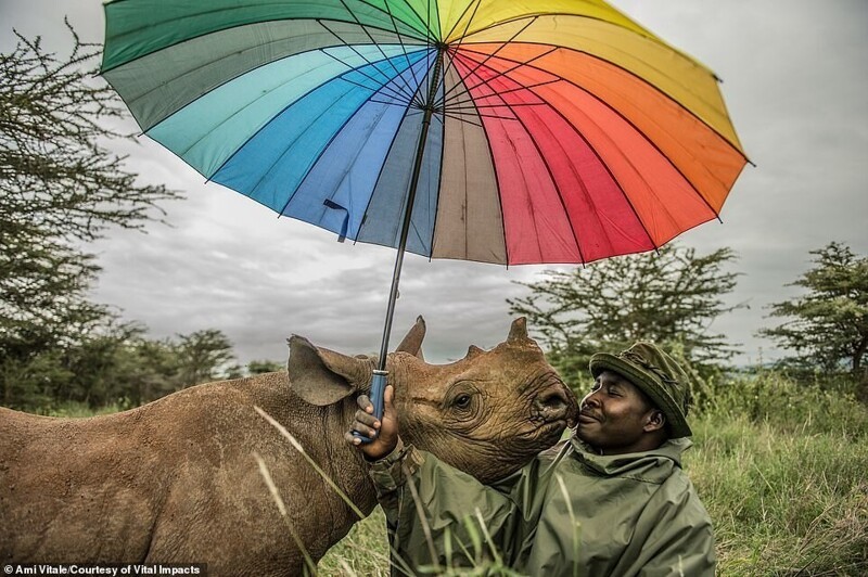 18-летний носорог и его смотритель в заповеднике дикой природы Лева, Кения. Фото Ami Vitale